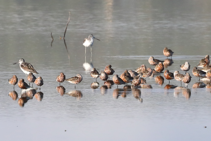 Correlimos zarapitines y archibebes claros en las salinas de Santa Pola (S. Arroyo)